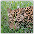 Africa, Cat, leopard, 