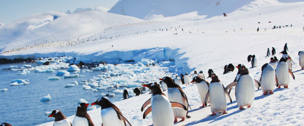 penguins