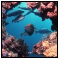 Great Barrier Reef