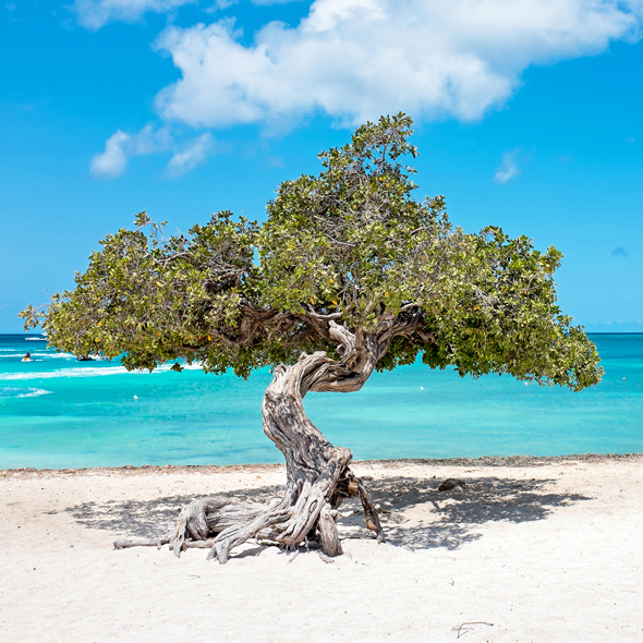 Aruba