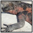 Cerro Dragon