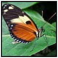 Manta