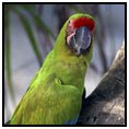 Taveuni