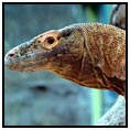 Komodo Island