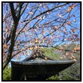 Kurashiki