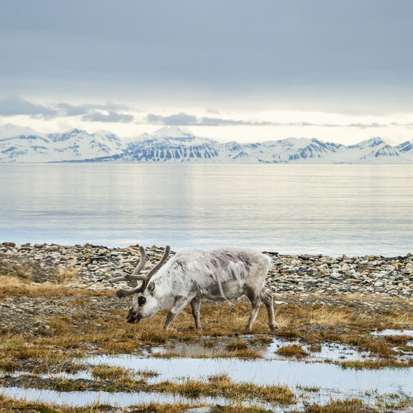 Svalbard