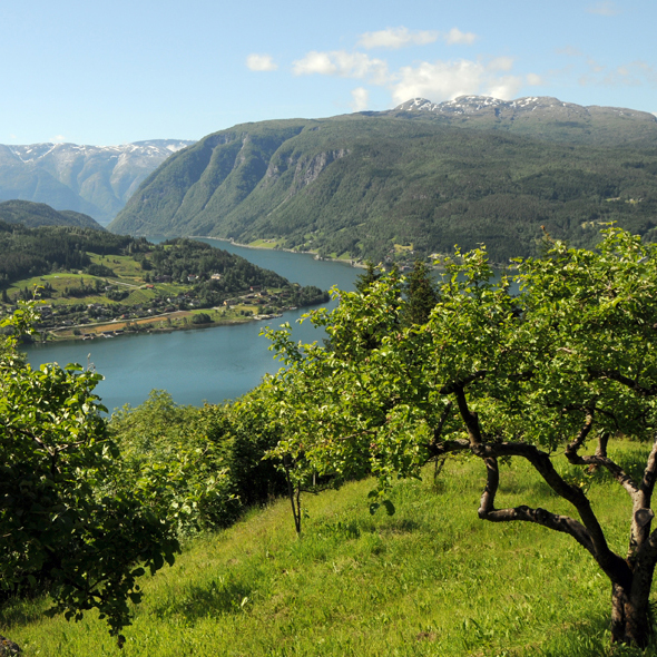 Ulvik