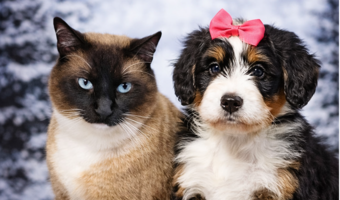 Tracey Deojay-Mycroft